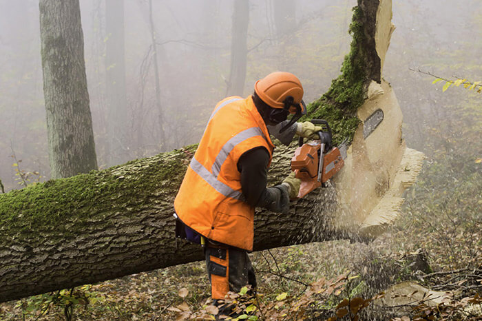Man Cutting Down Large Tree