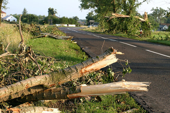 Fallen Tree and Napa Tree Emergency