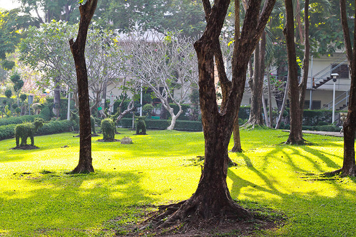 Napa Tree Services Tree Protection and Safety
